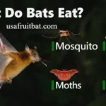 What Do Bats Eat? Amazing Truth Behind Their Diet in 2026