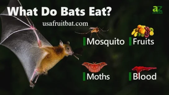 What Do Bats Eat