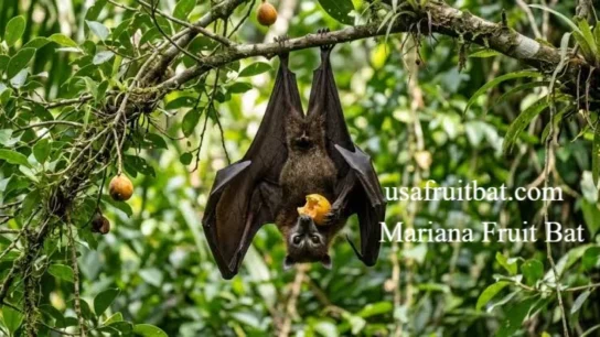 Mariana Fruit Bat