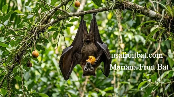 Mariana Fruit Bat: Astonishing Survivor Facing Extinction