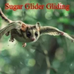 Sugar Glider Gliding: Amazing Skills and Hidden Risks