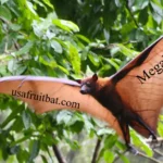 Megabat Facts: Amazing Giant Bats You Must Know About