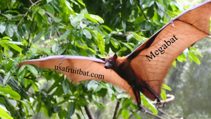 Megabat Facts: Amazing Giant Bats You Must Know About