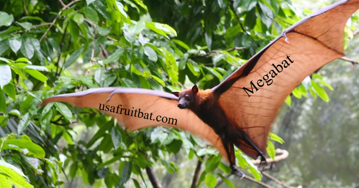 Megabat