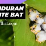 Honduran White Bat Predators: Surprising Threats Revealed