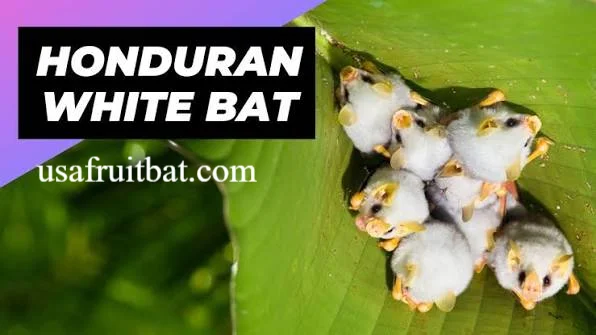 Honduran White Bat Predators: Surprising Threats Revealed