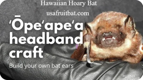 Hawaiian Hoary Bat