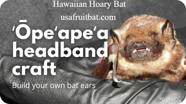 Hawaiian Hoary Bat
