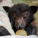 Cute Bats: Adorable Yet Misunderstood Flying Friends