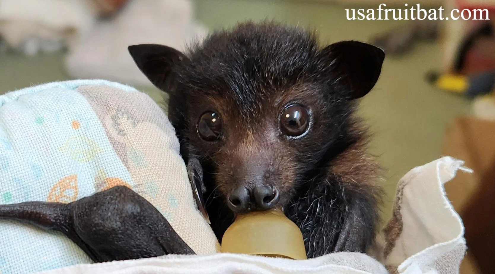 Cute Bats