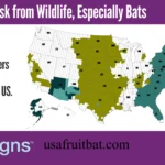 Bat Population by State 2026: Which States Have the Most Bats?