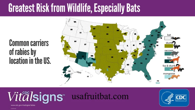 Bat Population by State 2026: Which States Have the Most Bats?