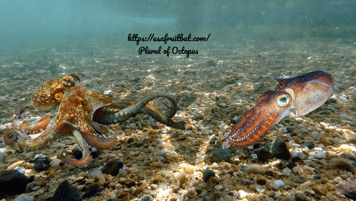 Plural of Octopus