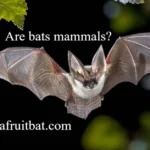 Are Bats Mammals? 15 Fascinating Facts About Bats