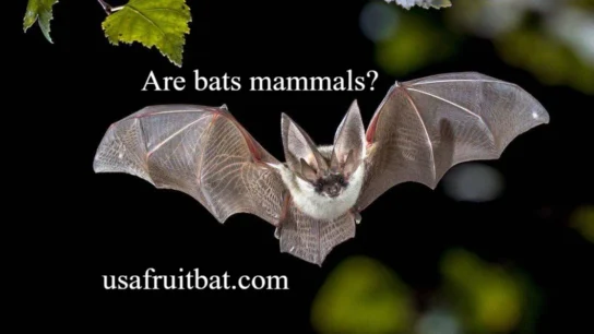 Are Bats Mammals