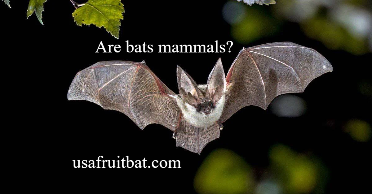 Are Bats Mammals