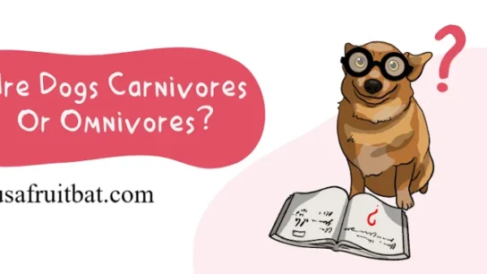 Are Dogs Carnivores