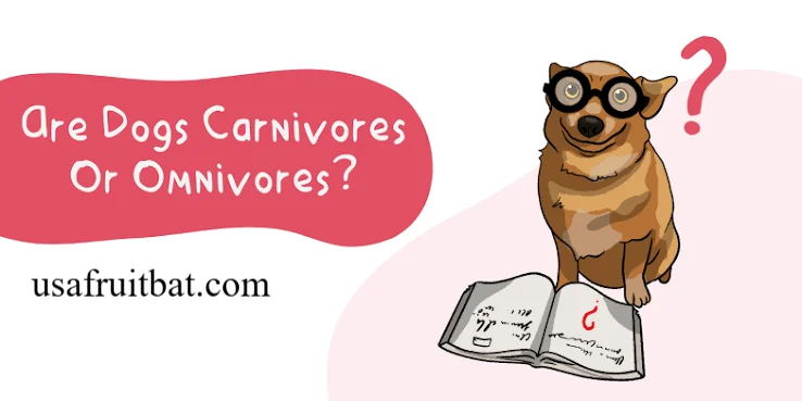 Are Dogs Carnivores or Omnivores? A Complete Guide to Canine Nutrition in 2026