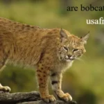 Are Bobcats Dangerous to People and Pets?