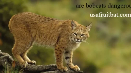 Are Bobcats Dangerous