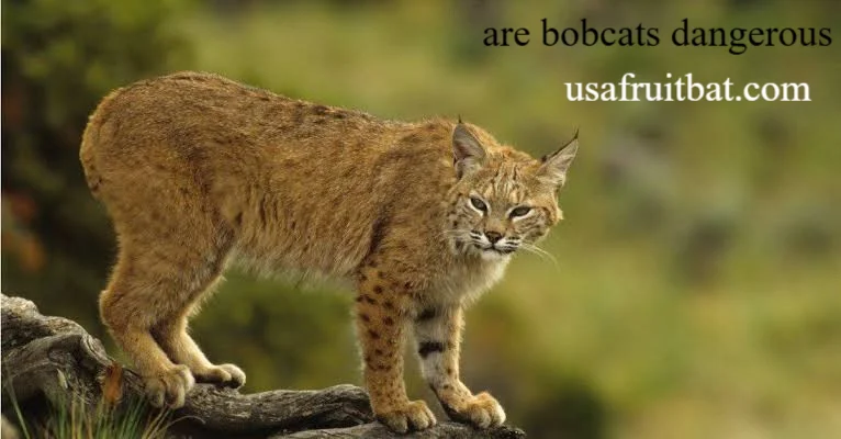 Are Bobcats Dangerous to People and Pets?