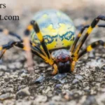 Big Spiders: The World’s Largest Species Ranked by Size and Leg Span