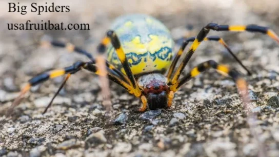 Big Spiders