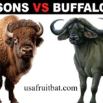 Difference Between Bison and Buffalo: The Complete Guide