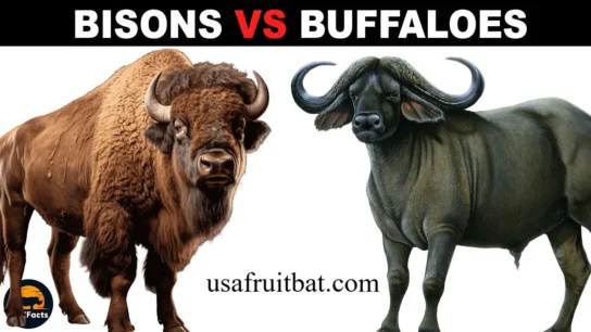 Difference Between Bison and Buffalo