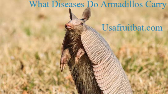 What Diseases Do Armadillos Carry
