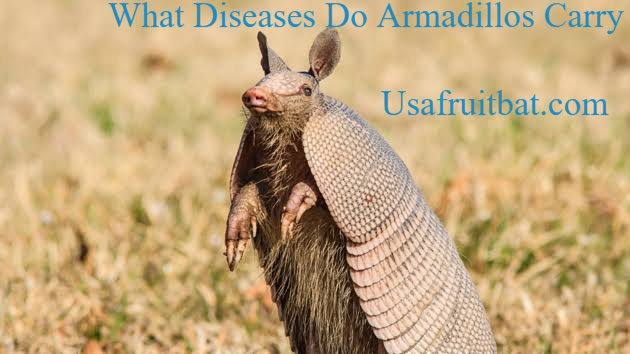 What Diseases Do Armadillos Carry