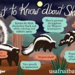 Types of Skunks: How to Identify Every Species