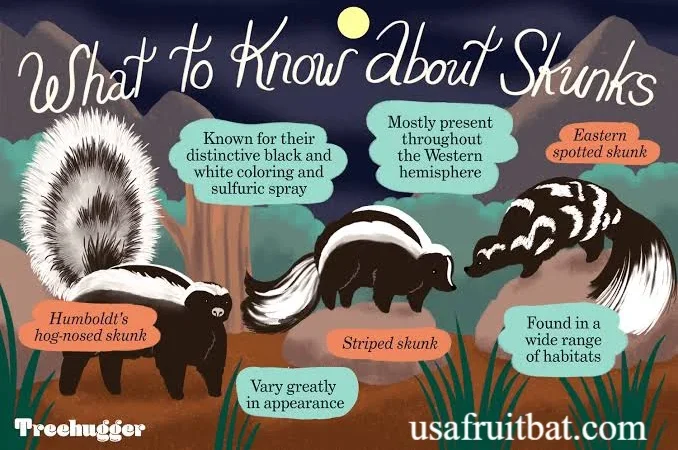 Types of Skunks: How to Identify Every Species