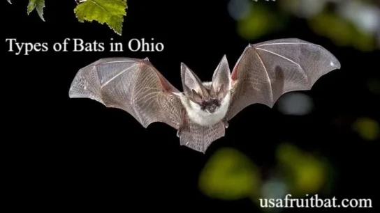 Types of Bats in Ohio