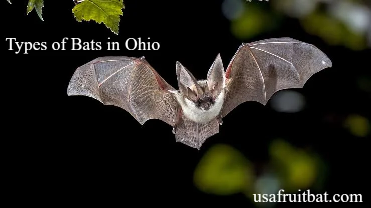 Types of Bats in Ohio