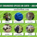 Top 10 Endangered Animals: How Many Are Left & Why It Matters
