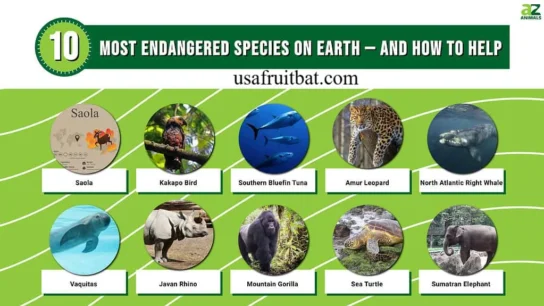 Top 10 Endangered Animals
