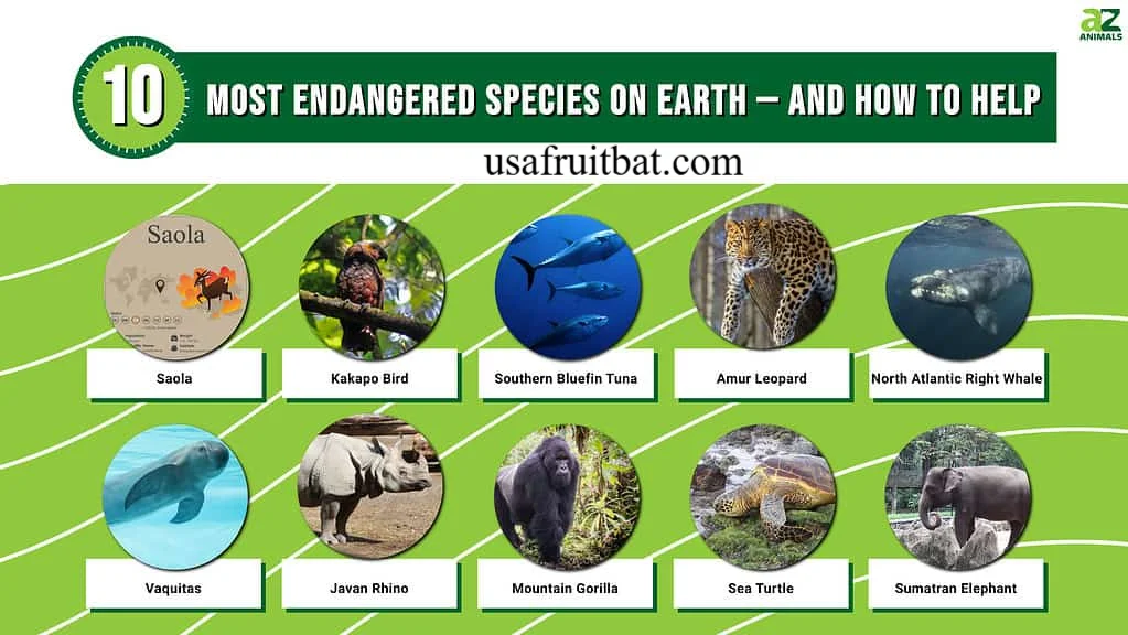 Top 10 Endangered Animals
