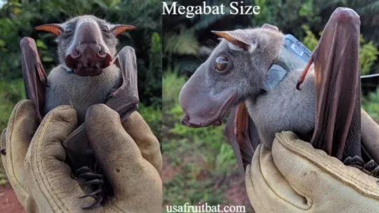 Megabat Size