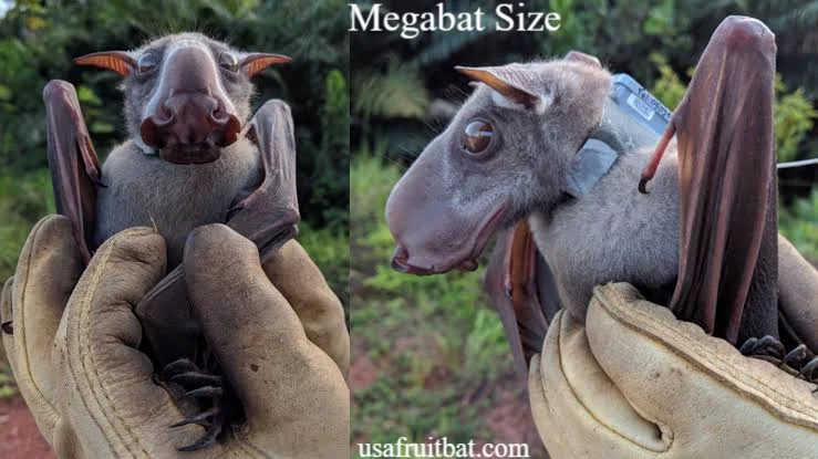 Megabat Size