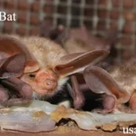 Baby Pallid Bat: Amazing Facts You Never Knew