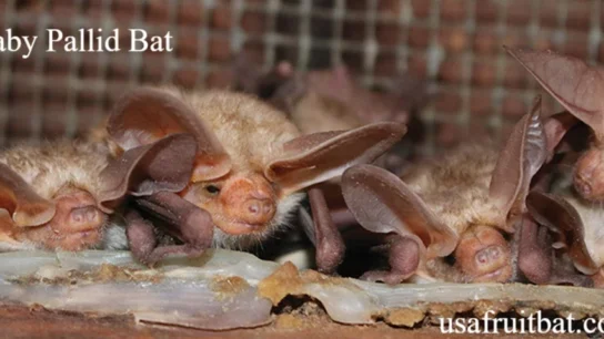Baby Pallid Bat