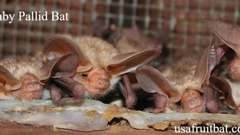 Baby Pallid Bat: Amazing Facts You Never Knew