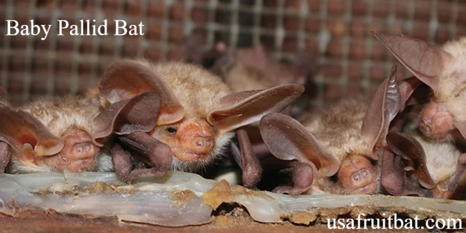 Baby Pallid Bat