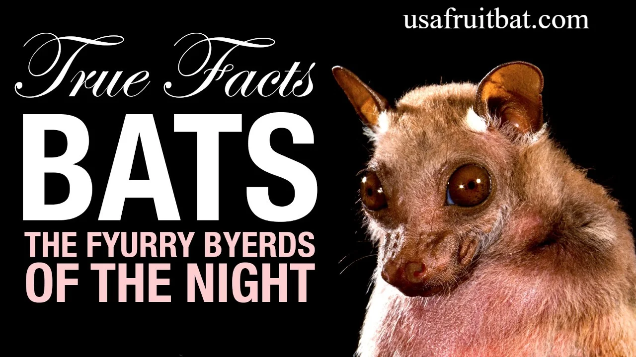 Cool Bat Facts