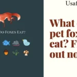 Red Fox Diet: What Do Foxes Eat in the Wild and in Cities?