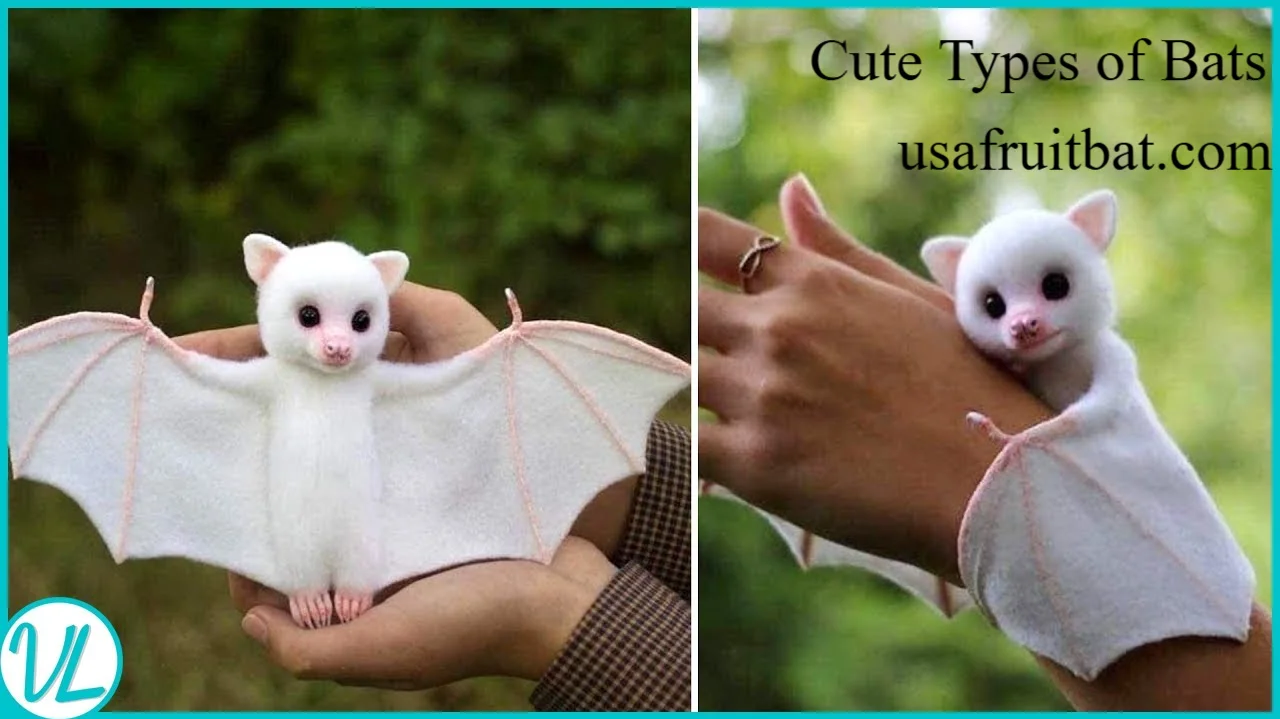 Cute Types of Bats