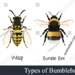Types of Bumblebees: Species, Identification & Guide in 2026