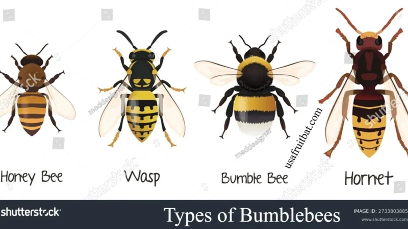 Types of Bumblebees: Species, Identification & Guide in 2026