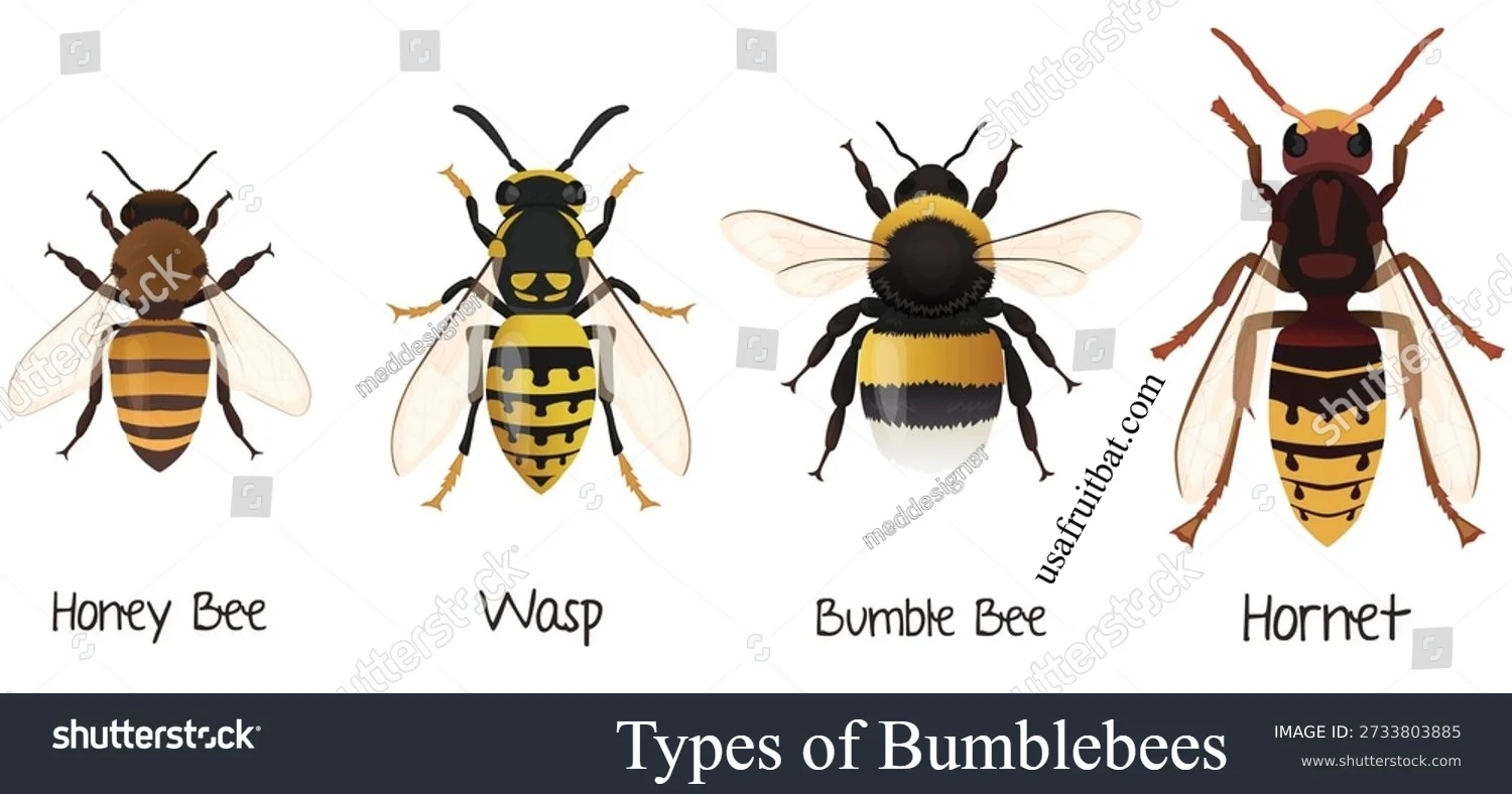Types of Bumblebees